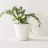 Convivial Ivory Porcelain Planter 1 Convivial Ivory Porcelain Planter