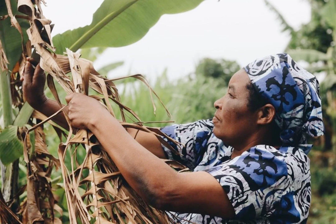 Azizi Life Parker Banana Leaf Trays 16 Azizi Life Parker Banana Leaf Trays