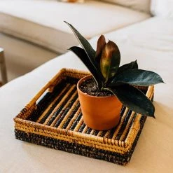 Azizi Life Parker Banana Leaf Trays 24 Azizi Life Parker Banana Leaf Trays