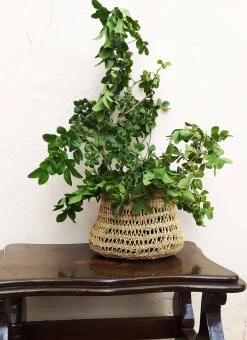 KAZI Home Goods Round Tapered All Natural Lace Basket