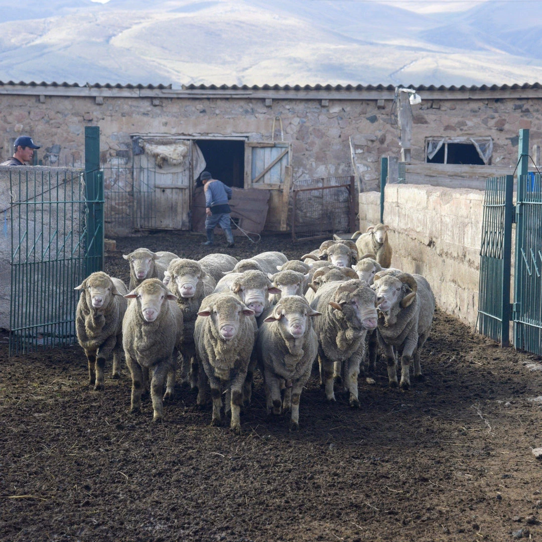 Kyrgies Men's Wool Tengries Slippers - Plum 10 Kyrgies Men's Wool Tengries Slippers - Plum