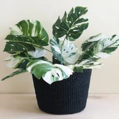 LIKHÂ Black Scallop Basket Home Goods