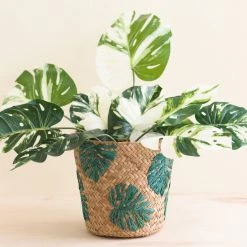 LIKHÂ Monstera Soft Planter Basket Home Goods 8 LIKHÂ Monstera Soft Planter Basket Home Goods