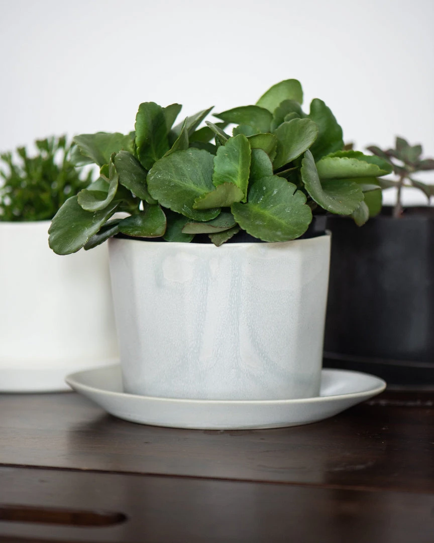 The Bright Angle Native Porcelain Planter - Silk White Home Goods 4 The Bright Angle Native Porcelain Planter - Silk White Home Goods