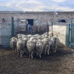 Kyrgies Women's Wool Tengries Slippers - Plum